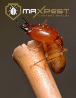 MAX Termite Control Hobart image 5